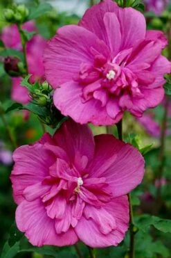 Magenta Chiffon Rose Of Sharon - Hibiscus Syriacus - 3 Gallon Pot -Garden Plant Store Rose Of Sharon Magenta Chiffon 8