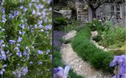 Chef's Choice Rosemary - 1 Gallon Pot -Garden Plant Store Rosemary Chefs Choice 2