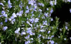 Chef's Choice Rosemary - 1 Gallon Pot -Garden Plant Store Rosemary Chefs Choice Flowers