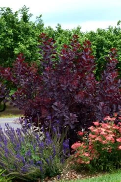 Royal Purple Smoke Tree (Smokebush) - 5 Gallon Pot 17 Royal Purple Smoke Tree (Smokebush) - 5 Gallon Pot -Garden Plant Store SMoke Tree Royal Purple 20