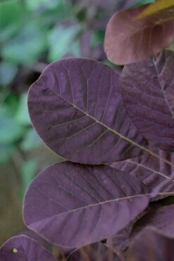 Royal Purple Smoke Tree (Smokebush) - 5 Gallon Pot 16 Royal Purple Smoke Tree (Smokebush) - 5 Gallon Pot -Garden Plant Store SMoke Tree Royal Purple 22
