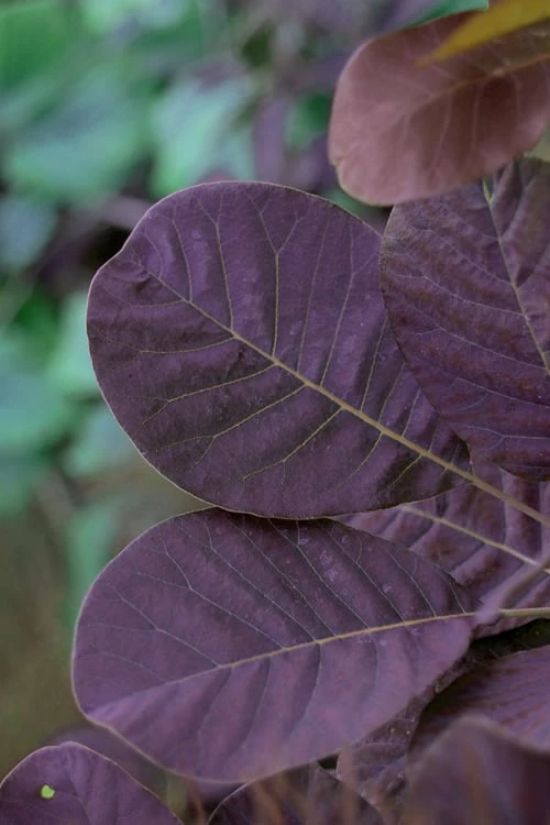 Royal Purple Smoke Tree (Smokebush) - 5 Gallon Pot 8 Royal Purple Smoke Tree (Smokebush) - 5 Gallon Pot - Image 8