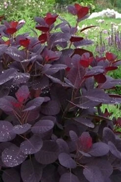 Royal Purple Smoke Tree (Smokebush) - 5 Gallon Pot 13 Royal Purple Smoke Tree (Smokebush) - 5 Gallon Pot -Garden Plant Store Smoke Tree Royal Purple 11