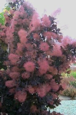 Royal Purple Smoke Tree (Smokebush) - 5 Gallon Pot 12 Royal Purple Smoke Tree (Smokebush) - 5 Gallon Pot -Garden Plant Store Smoke Tree Royal Purple 28