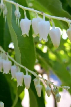 Sourwood Tree - Oxydendrum Arboreum - 3 Gallon Pot -Garden Plant Store Sourwood Tree 18