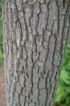 Sourwood Tree - Oxydendrum Arboreum - 3 Gallon Pot -Garden Plant Store Sourwood Tree 20