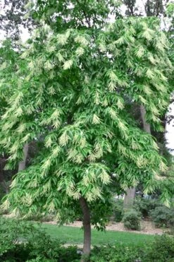Sourwood Tree - Oxydendrum Arboreum - 3 Gallon Pot -Garden Plant Store Sourwood Tree 22