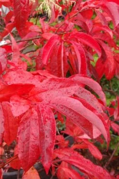 Sourwood Tree - Oxydendrum Arboreum - 3 Gallon Pot -Garden Plant Store Sourwood Tree 6