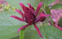 Sweetshrub - Calycanthus Floridus - 3 Gallon Pot -Garden Plant Store Sweet Shrub