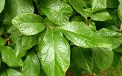 Sweetshrub - Calycanthus Floridus - 3 Gallon Pot -Garden Plant Store Sweetshrub Leaves