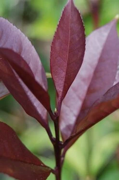 Apricot Echo Tea Olive - Osmanthus Fragrans Aurantiacus - 3 Gallon Pot -Garden Plant Store Tea Olive Apricot Echo 4