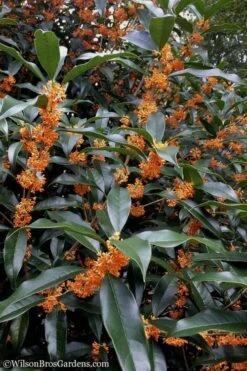 Fragrant Orange Tea Olive - Osmanthus Fragrans Aurantiacus - 5 Gallon Pot -Garden Plant Store Tea Olive Orange 102