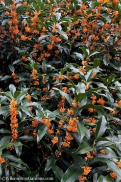 Fragrant Orange Tea Olive - Osmanthus Fragrans Aurantiacus - 5 Gallon Pot -Garden Plant Store Tea Olive Orange 103