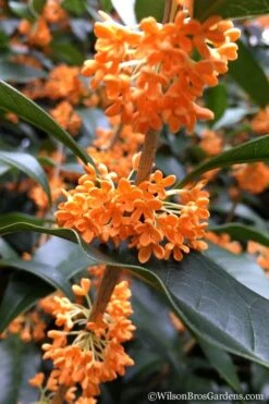 Fragrant Orange Tea Olive - Osmanthus Fragrans Aurantiacus - 5 Gallon Pot -Garden Plant Store Tea Olive Orange 104