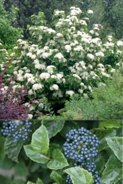 All That Glows Arrowwood Viburnum - 2 Gallon Pot -Garden Plant Store Viburnum All That Glows 4
