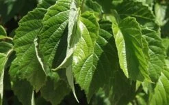 Chicago Luster Arrowwood Viburnum - 3 Gallon Pot -Garden Plant Store Viburnum Chicago Luster 1