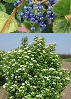 Chicago Luster Arrowwood Viburnum - 1 Gallon Pot -Garden Plant Store Viburnum Chicago Luster 3 1