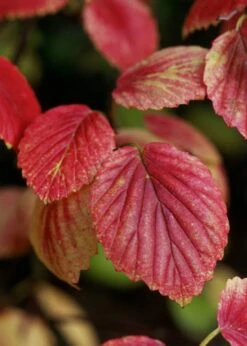 Chicago Luster Arrowwood Viburnum - 1 Gallon Pot -Garden Plant Store Viburnum Chicago Luster 4 1