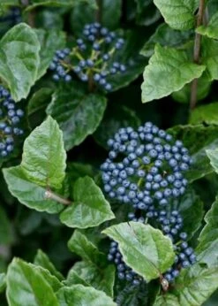 All That Glows Arrowwood Viburnum - 2 Gallon Pot -Garden Plant Store Viburnum Chicago Luster 5