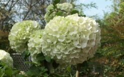 Chinese Snowball Viburnum Bush - 7 Gallon Pot (2-3') -Garden Plant Store Viburnum Chinese Snowball Bloom Green 1