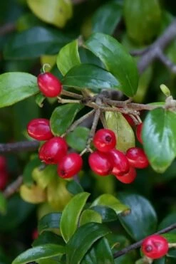 Dwarf Evergreen Snowball Viburnum 'Conoy' - 3 Gallon Pot -Garden Plant Store Viburnum Conoy 4