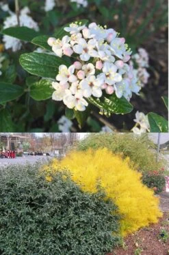 Dwarf Evergreen Snowball Viburnum 'Conoy' - 3 Gallon Pot -Garden Plant Store Viburnum Conoy 7