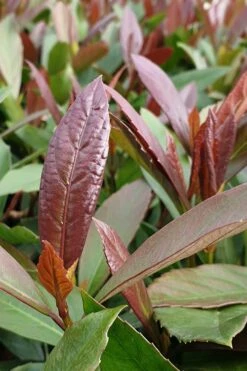 Coppertop Sweet Viburnum - 2 Gallon Pot 7 Coppertop Sweet Viburnum - 2 Gallon Pot -Garden Plant Store Viburnum Coppertop 3 1