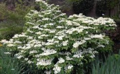 Mariesii Doublefile Viburnum - 1 Gallon Pot -Garden Plant Store Viburnum Mariesii 1 2