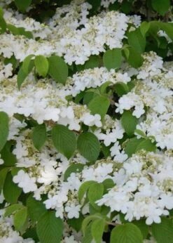 Shasta Doublefile Viburnum - 1 Gallon Pot -Garden Plant Store Viburnum Shasta 6 1