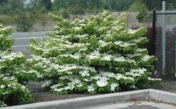 Shasta Doublefile Viburnum - 3 Gallon Pot -Garden Plant Store Viburnum Shasta 8