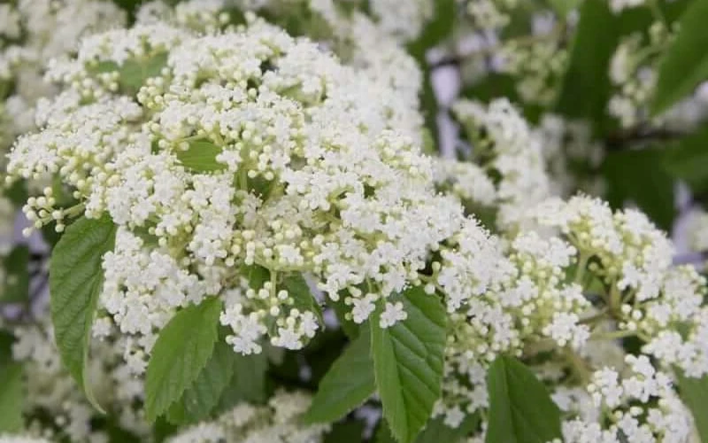 Snow Joey Viburnum - 3 Gallon Pot 6 Snow Joey Viburnum - 3 Gallon Pot - Image 6
