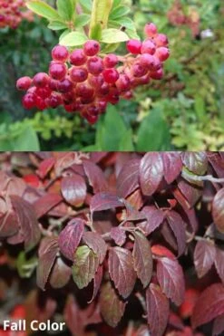 Snow Joey Viburnum - 2 Gallon Pot -Garden Plant Store Viburnum Snow Joey 5 1