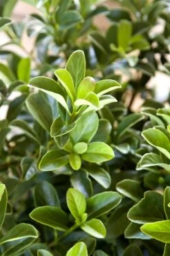 Sugar Cookie Sweet Viburnum - 3 Gallon Pot -Garden Plant Store Viburnum Sugar Cookie 2