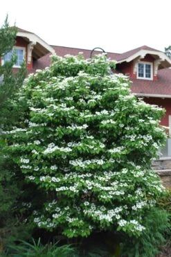 Summer Snowflake Viburnum - 3 Gallon Pot -Garden Plant Store Viburnum Summer Snowflake 20 2