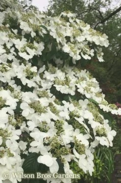 Summer Snowflake Viburnum - 3 Gallon Pot -Garden Plant Store Viburnum Summer Snowflake 21 500x750 2