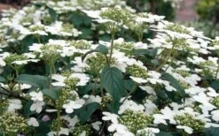 Summer Snowflake Viburnum - 3 Gallon Pot -Garden Plant Store Viburnum Summer Snowflake 3 1