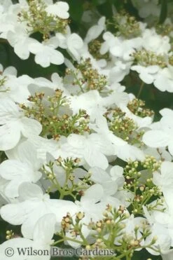 Summer Snowflake Viburnum - 6 Pack Of 1 Gallon Pots -Garden Plant Store Viburnum Summer Snowflake 31