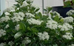 Winterthur Viburnum - 1 Gallon Pot -Garden Plant Store Viburnum Winterthur 11