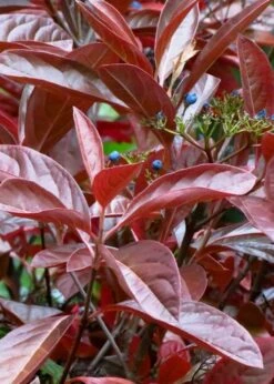 Winterthur Viburnum - 1 Gallon Pot -Garden Plant Store Viburnum Winterthur 4