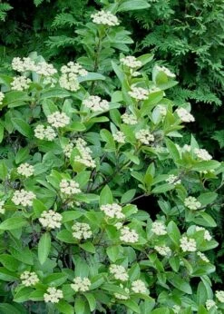 Winterthur Viburnum - 3 Gallon Pot -Garden Plant Store Viburnum Winterthur 7 1