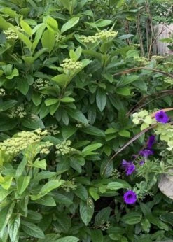 Winterthur Viburnum - 3 Gallon Pot -Garden Plant Store Viburnum Winterthur 9 1