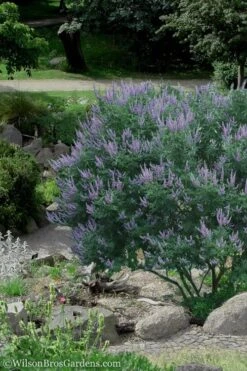 Shoal Creek Chaste Tree (Vitex) - 5 Gallon Pot -Garden Plant Store Vitex Shoal Creek 17