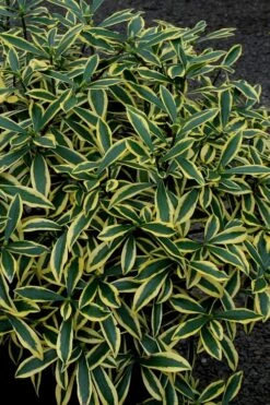 Marianni Variegated Pink Winter Daphne - 1 Gallon Pot -Garden Plant Store Winter Daphne Marianni 2