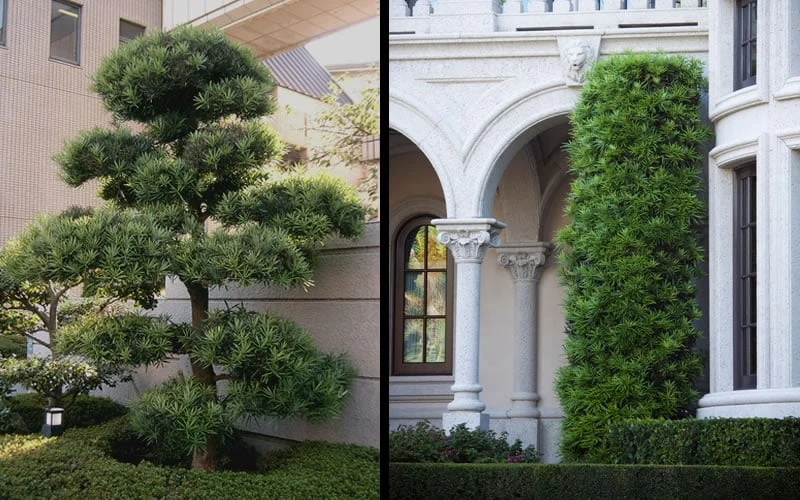 Podocarpus Macrophyllus Upright Yew - 3 Gallon Pot 8 Podocarpus Macrophyllus Upright Yew - 3 Gallon Pot - Image 8