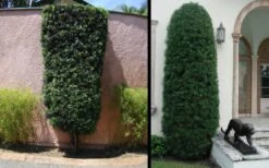 Podocarpus Macrophyllus Upright Yew - 3 Gallon Pot 18 Podocarpus Macrophyllus Upright Yew - 3 Gallon Pot -Garden Plant Store Yew Podocarpus 3