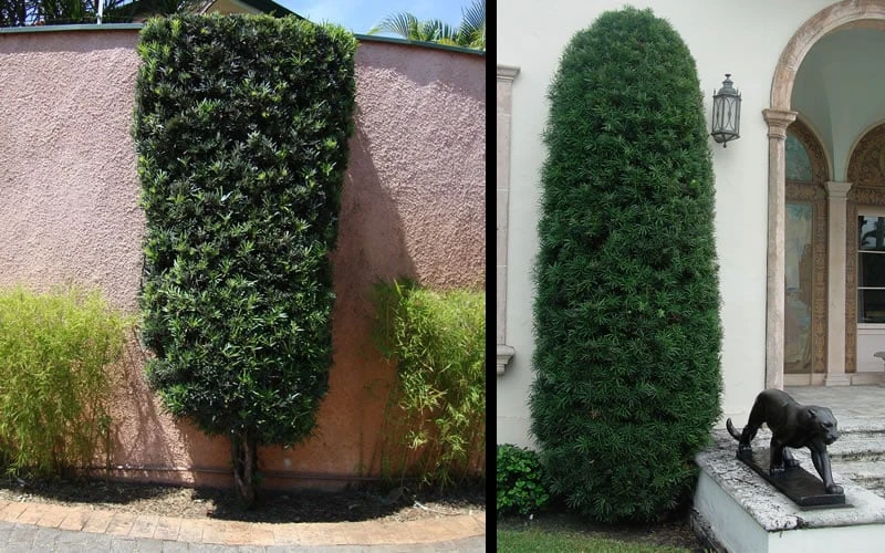 Podocarpus Macrophyllus Upright Yew - 3 Gallon Pot 9 Podocarpus Macrophyllus Upright Yew - 3 Gallon Pot - Image 9