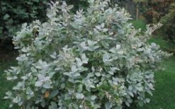 Woodlanders Blue Dusty Zenobia (Honeycup) - 3 Gallon Pot -Garden Plant Store Zenobia Woodlanders Blue 20