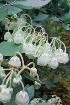 Woodlanders Blue Dusty Zenobia (Honeycup) - 3 Gallon Pot -Garden Plant Store Zenobia Woodlanders Blue 7