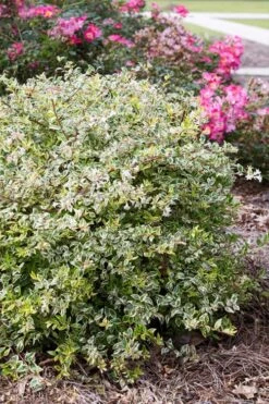 Miss Lemon Dwarf Abelia - 1 Gallon Pot -Garden Plant Store abelia grandiflora miss lemon 11