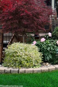 Miss Lemon Dwarf Abelia - 1 Gallon Pot -Garden Plant Store abelia grandiflora miss lemon 13